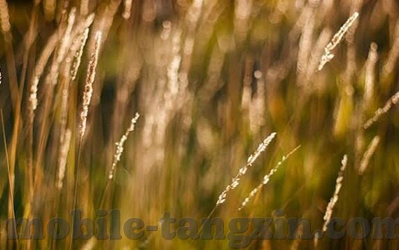 麻豆免费视频app下载-探寻多彩娱乐新世界，麻豆免费视频app深度体验
